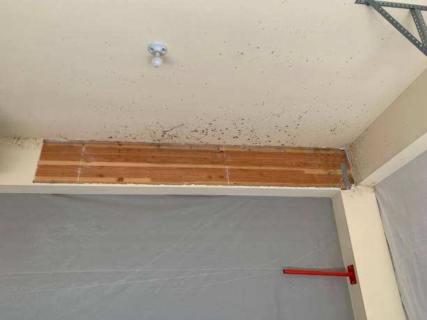 Best Real Estate Mold Inspection  in Riverdale Park, CA