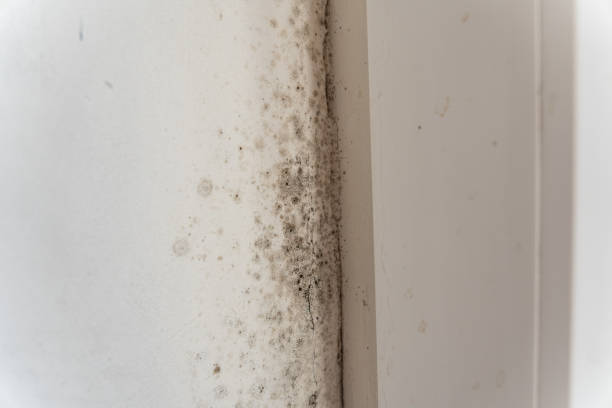 Best Commercial Mold Inspection  in Riverdale Park, CA